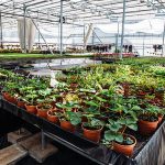 Low-Water Landscaping Ideas: Drought-Resistant Plants for a Beautiful and Sustainable Yard