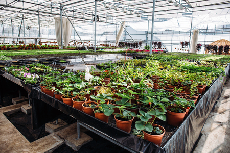 Low-Water Landscaping Ideas: Drought-Resistant Plants for a Beautiful and Sustainable Yard