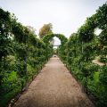 Climbing Plants for Pergolas: The Best Greenery for Shade and Beauty