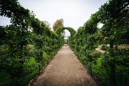 Climbing Plants for Pergolas: The Best Greenery for Shade and Beauty