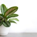 Integrating Greenery and Plants into a Spa Bathroom for a Natural Feel