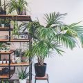Indoor Plants and Greenery to Enhance Your Open Concept Living Room
